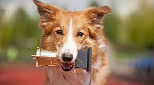 Socialization, training, activity and responsible ownership are what every puppy needs in order to have a good life and this book will help you every step of the way! Akc Star Puppy Program What Is It And What Does It Mean