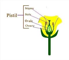 En twin cone selector comprises male part 30, female part 22 and cones 31 and 32. Female Parts Of A Flower