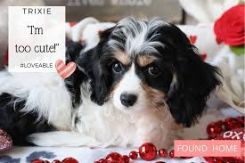 Steve & linda rogers timshell farm cavachons corsicana tx phone: Cavachon Puppies For Sale By Foxglove Farm Cavachon Cavapoo