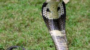 Außerdem müssten besitzer darauf achten, dass temperatur und luftfeuchtigkeit den ansprüchen der reptilien genügen. Exoten Als Haustiere Exotisch Giftig Selten Als Haustier Ungeeignet Panorama Stuttgarter Nachrichten