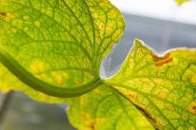 Image result for spider mites on cucumbers
