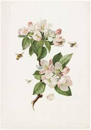 Apple Blossoms And Bees Botanical Drawings Botanical Art Blossoms Art