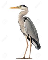 Ardea cinerea synonyms, ardea cinerea pronunciation, ardea cinerea translation, english dictionary definition of ardea cinerea. Grey Heron Standing Ardea Cinerea 5 Years Old Isolated On Stock Photo Picture And Royalty Free Image Image 90244040