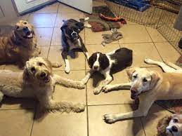 Your pet will be in the most. Board And Train Fido S Finest Dog Training