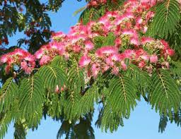 Ils sont rustiques, persistants ou. Albizia Plantation Taille Et Entretien Pour Une Belle Floraison
