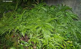 Image result for Wolffiella denticulata
