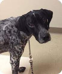 Learn more information and facts about german shorthaired german shorthaired pointers are a versatile sporting breed with a loyal following around the world. Michigan Frank Id 0562 Is A Pointer Mix In Need Of A Loving Adopter Rescue Http German Shorthaired Pointer German Shorthaired Pointer Dog Pointer Puppies