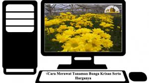 Saking indahnya, bunga anggrek sampai dijadikan judul bunga anggrek termasuk tanaman langka, itu sebabnya pemerintah membuat. 5 Cara Merawat Tanaman Bunga Krisan Agar Subur Dan Berbunga