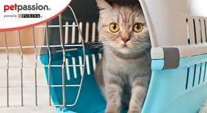 Do this by taking your cat on car rides prior to the veterinarian or grooming appointment. How To Transport A Cat By Plane Useful Tips Transport Roundtable