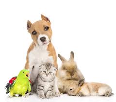 This is a video of happy's first flying experience. Flying With Your Pet United Airlines Pet Policy Certapet