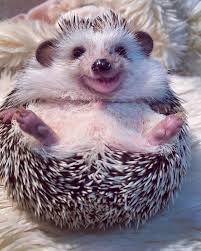 Pin By Jessica Camera On Hedgie Love Cute Funny Animals Cute Animals Cute Hedgehog