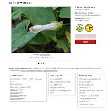 This type of plant likes to break off at the stem, so make sure you get all of it (including the roots) when removing it by hand, or it will grow back. Bindweeds Field And Hedge Bindweed Cornell Weed Identification
