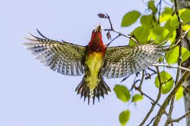 Wintering birds can be found in the western washington lowlands. Flying Red Breasted Sapsucker With A Mouthful Feederwatch
