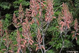 Image result for Aloe komatiensis