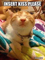 Pin By Linda Allen On Cats Vll Funny Animal Pictures Cute Animals Happy Cat