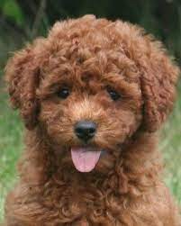 Miniature Goldendoodle Mini Goldendoodle Puppies Goldendoodle Puppy Mini Poodles