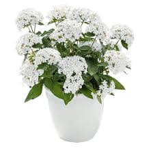 Image result for Pentas bussei