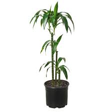 Image result for Dracaena laxissima