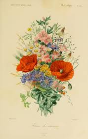 Img Dessins Couleur Fleurs Dessin Botanique De Fleur 0209 Fleurs Des Champs Jpg Gravures De Fleurs Couleurs De Fleurs Comment Dessiner Une Fleur