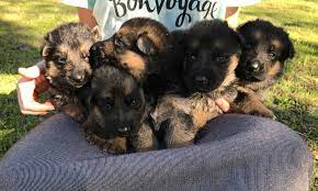 Maybe you would like to learn more about one of these? Florida Shepherds German Shepherds In Florida