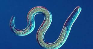 Nematodes Domain Eukarya Kingdom Animalia Phylum Nematoda They Are Also Known As Round Worms Between 10 000 And 25000 Species Parasite Nematode Roundworm