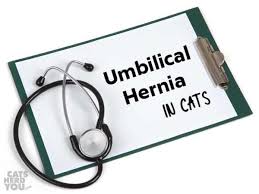 To relate to people, your umbilicus is your belly button. Umbilical Hernias In Cats Cats Herd You
