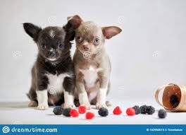 All links, videos and images are provided by 3rd parties. Zwei Susse Chihuahua Hunde Welpe Kleine Hunde Vorbereitung Einer Hundeschau Stockfoto Bild Von Hintergrund Augen 162953674