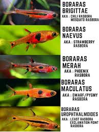 How to differentiate between maculata and naevus? : rBoraras