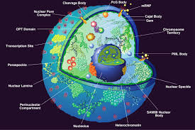 We did not find results for: Nucleus The Commanding Centre Of The Cell