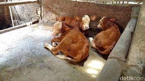 Lembu dijual untuk pasaran utara dengan harga sekitar $ 40 satu kepala. Kliyem Klinem Dan Klinah Anakan Sapi Kembar 3 Di Sleman