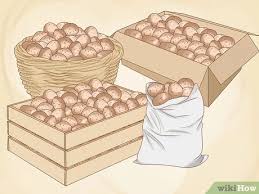 Do not wash your potatoes until you are ready to use them. How To Stop Potatoes From Sprouting In Storage 9 Steps