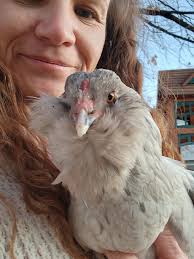 Weber County pullet or young hen additions