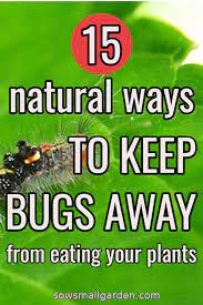How to keep insects away from garden. How To Keep Bugs From Eating Plants Sow Small Garden Insect Eating Plants Plant Insects Bug Eating Plants