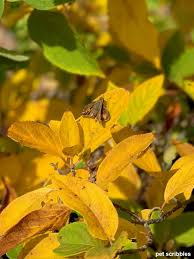 Maybe you would like to learn more about one of these? Limelight Hydrangea Tree Fall Color Garden Sanity By Pet Scribbles
