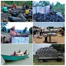 Image result for Grewia mildbraedii