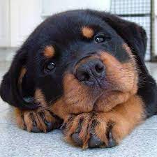 Wallpapers So Cute Cute Dogs Rottweiler Dog Rottweiler Puppies
