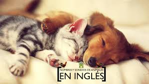 Animales En Ingles Vocabulario Basico Sobre Animales