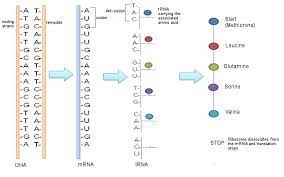Protein is an essential nutrient for the body to function. How Do Genes Direct The Production Of Proteins Mt Hood Community College Biology 102