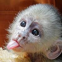 Case of the Chatty Roadrunner by Jeffrey M. Poole