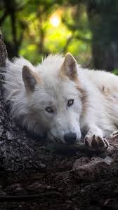 top 95 wolf wallpapers free