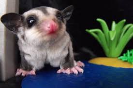 Sugar Gliders The Emerald City Girl S Blog