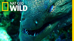 10 is the moray eel suitable for your aquarium? Moray Eels Crazy Facts About The Moray Eel Marine Life Guide