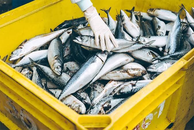 XUẤT KHẨU THỦY SẢN ĐÔNG LẠNH SANG CHÂU ÂU ĐÚNG CHUẨN QUY ĐỊNH
