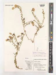 Image result for Pegolettia retrofracta