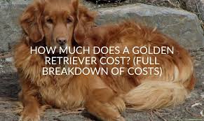 And a natural tail carried level with the back or with a slight upward curve. How Much Does A Golden Retriever Cost Full Breakdown Of Costs Jubilant Pups