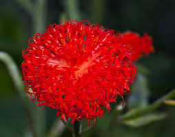 Image result for Kleinia abyssinica