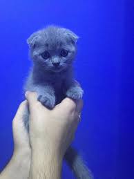 British Shorthair Yavrumuzu Kocaeli Sakarya Gebze Bursa Istanbul Ankara Gonderiyorum British Shorthair Ilanlar Satilik Papagan Kocaeli Golcuk Sakarya Izmit