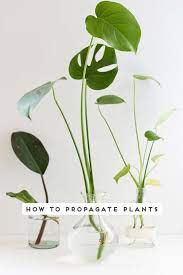 Quick Guide To Propagating Plants In 3 Easy Steps Paper And Stitch Propagating Plants Plants How To Propagate Plants