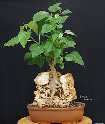 Bonsai Kapilaas Rock Grown Bonsai Peepal Tree Bodhi Vrush With Rock