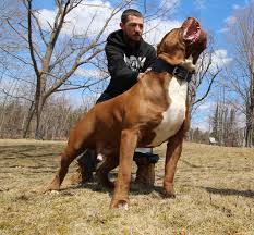 Dark Dynasty K9s Hulk Dark Hulk Pitbulls